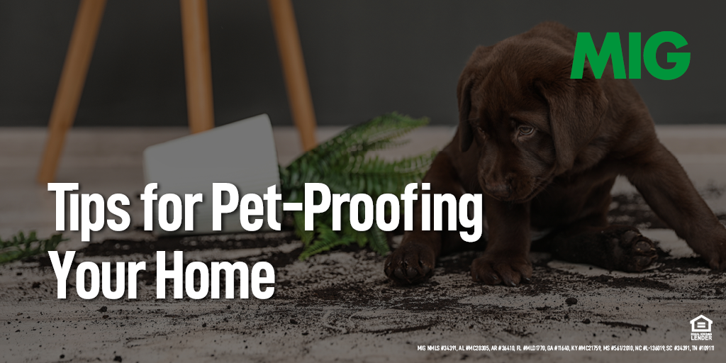 Tips for Pet-Proofing Your Home